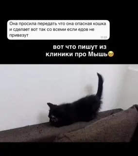 Пост канала «Помощь Приютам (Хатико)» от 23 сентября 2026 г.