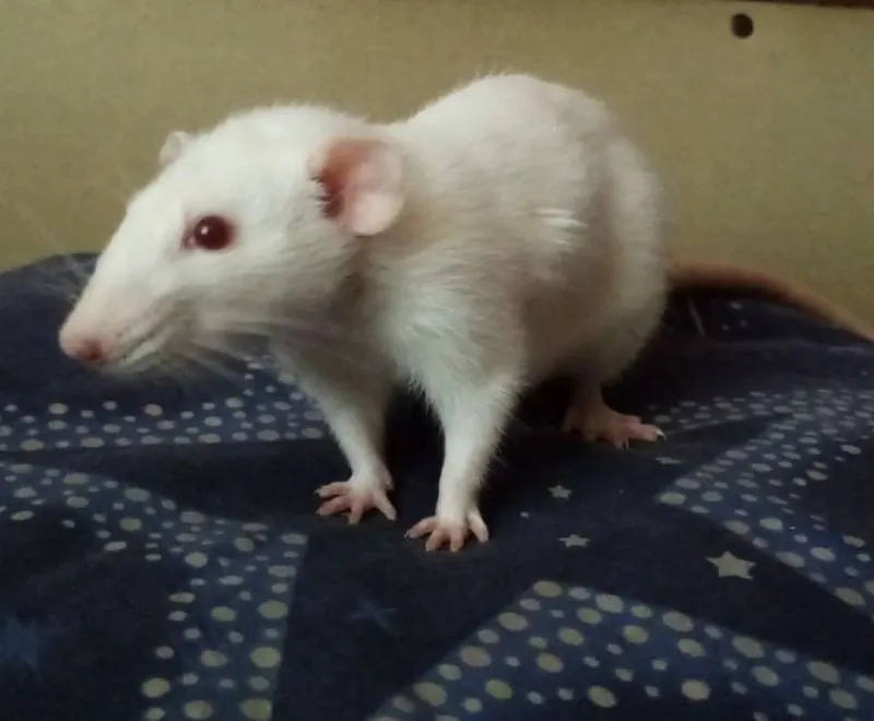 Пост канала «Крысы 🐀 | RatPics — Милые фото и видео» от 21 октября 2026 г.