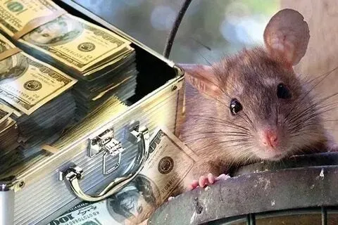 Пост канала «Крысы 🐀 | RatPics — Милые фото и видео» от 21 октября 2026 г.