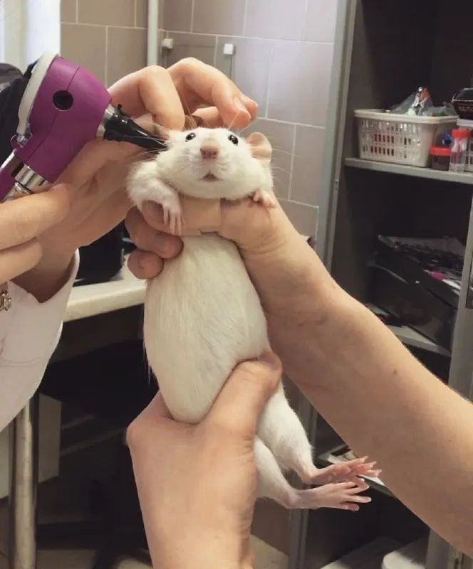 Пост канала «Крысы 🐀 | RatPics — Милые фото и видео» от 21 октября 2026 г.