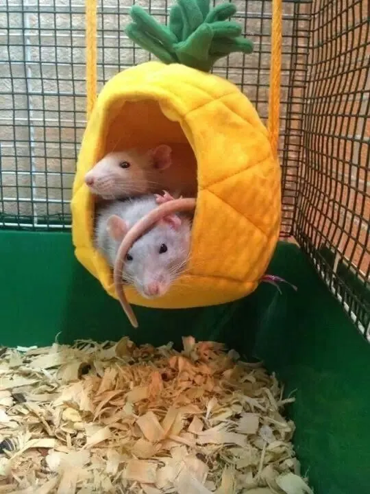 Пост канала «Крысы 🐀 | RatPics — Милые фото и видео» от 22 октября 2026 г.