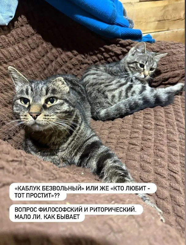 Пост канала «selchanka» от 19 сентября 2026 г.