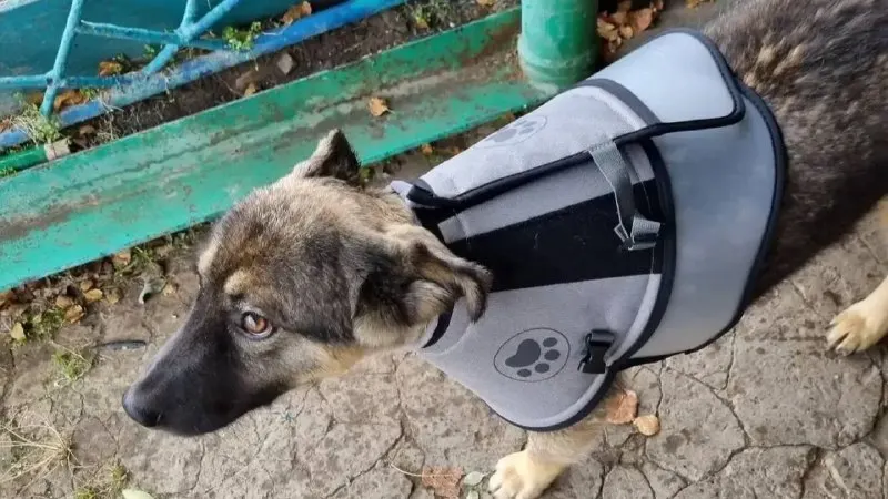 Пост из ТАСС / Сибирь
