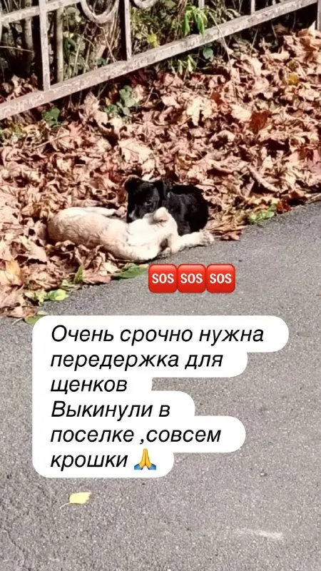 Пост канала «СКЕТЧУП.помощь» от 30 сентября 2026 г.