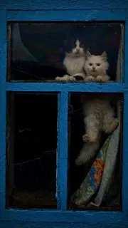 Пост канала «Мягкие Лапки 🐾» от 27 сентября 2026 г.