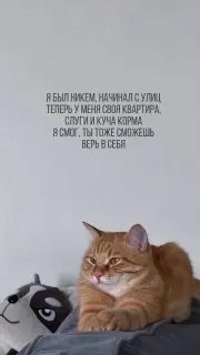 Пост канала «Мягкие Лапки 🐾» от 30 сентября 2026 г.