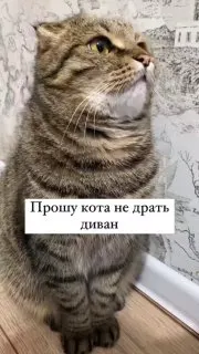 Пост канала «Мягкие Лапки 🐾» от 30 сентября 2026 г.