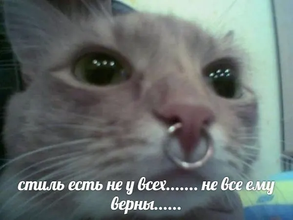 Post by “Свидетели и Егоры” from October 1, 2026