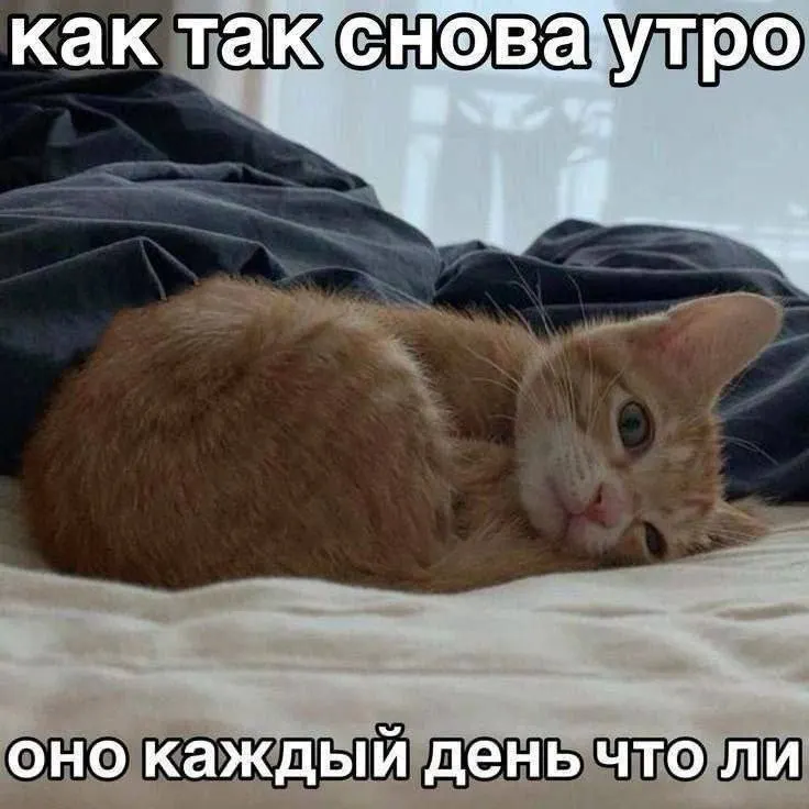 Пост канала «Тапки наизнанку» от 1 октября 2026 г.