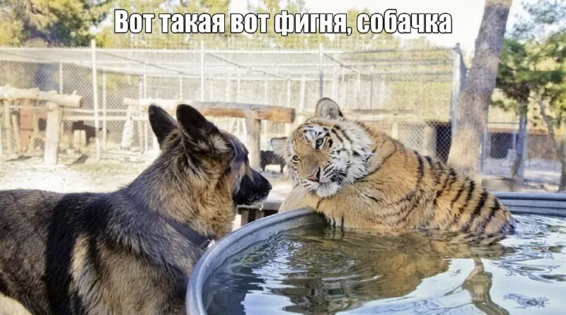 Пост канала «ВЕДЫ» от 29 сентября 2026 г.