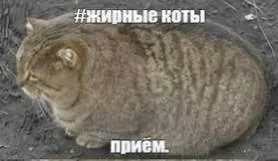 Post by “Запястье Пумы” from September 30, 2026