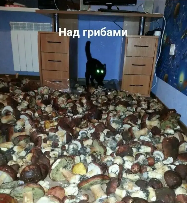 Post by “Запястье Пумы” from September 30, 2026